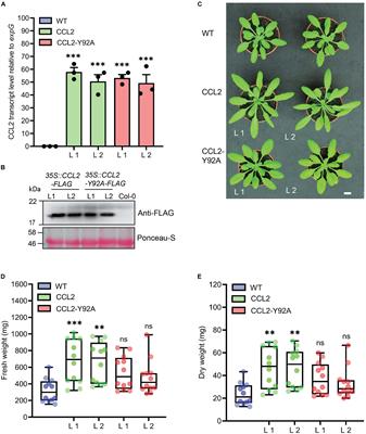 Expression of a Fungal Lectin in Arabidopsis Enhances Plant Growth and Resistance Toward Microbial Pathogens and a Plant-Parasitic Nematode